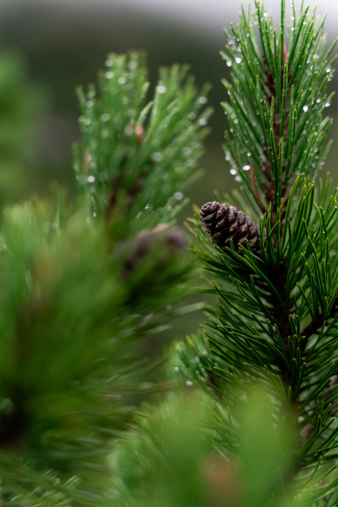 古来より親しまれてきた松葉の恵み
