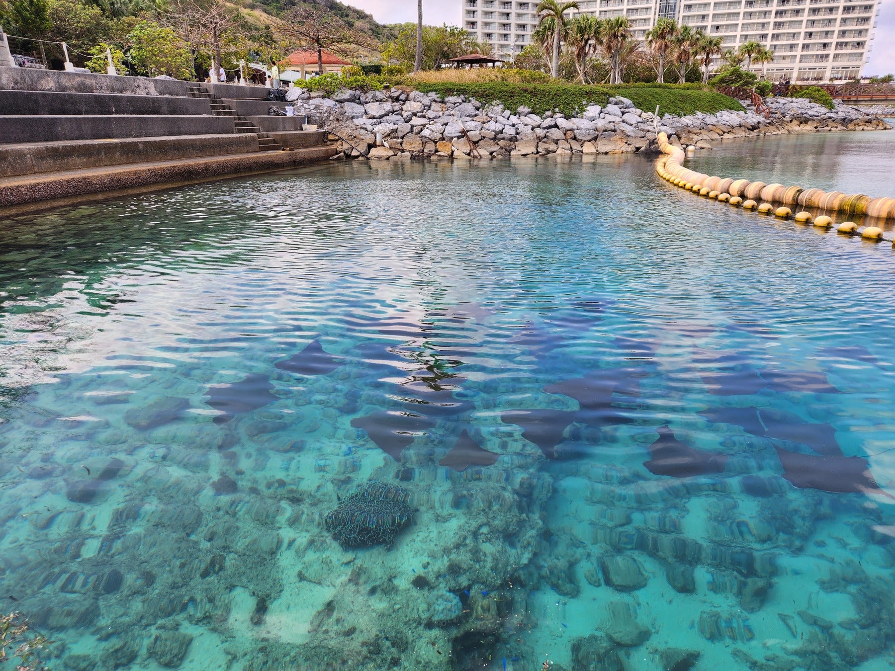 ラグーンで泳ぐエイ