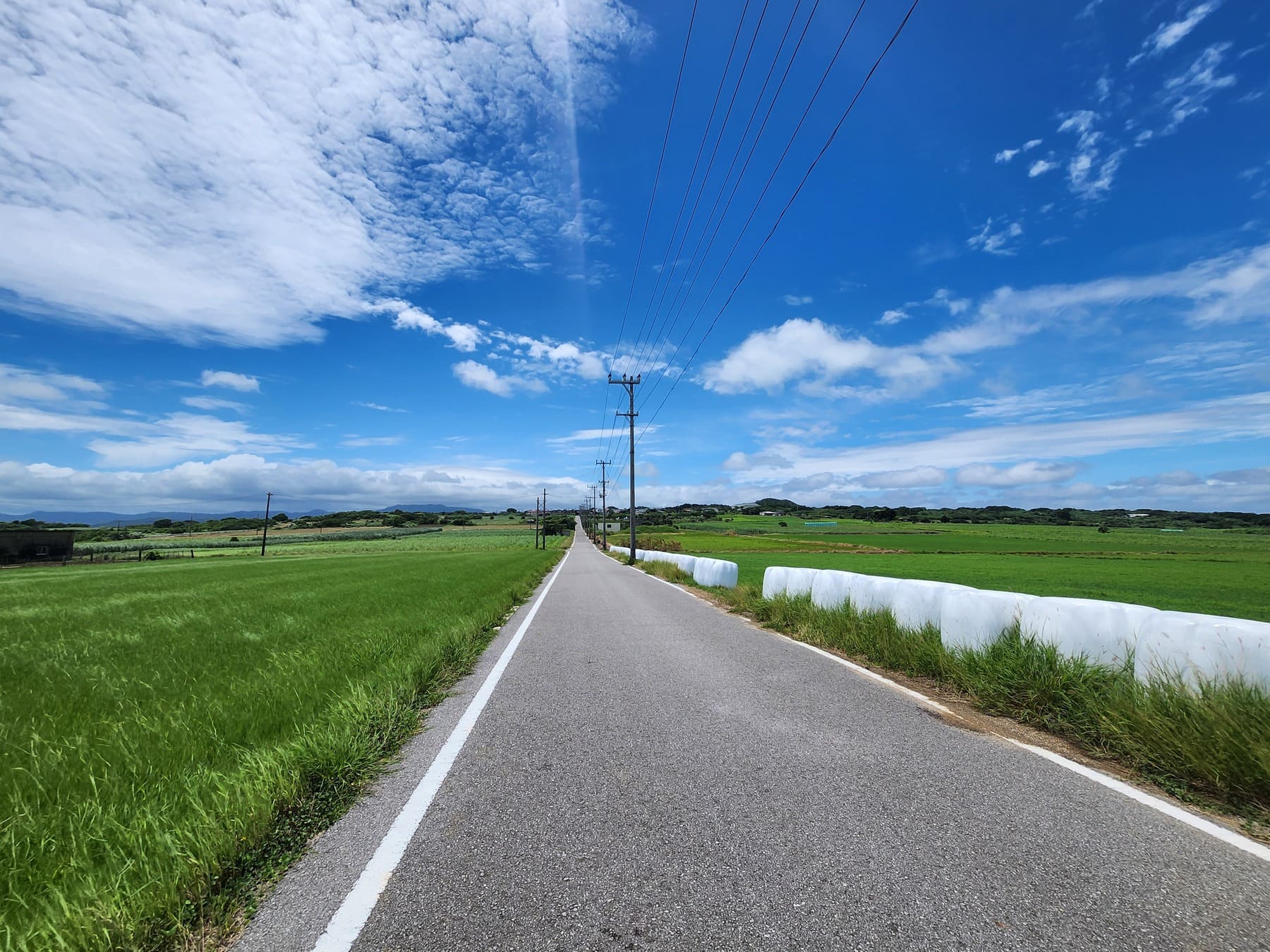 サトウキビの緑と青空が美しい