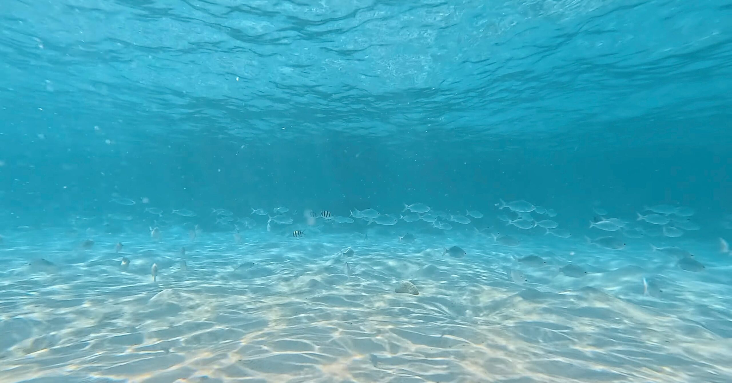 スノーケルでも楽しめる透明度の高い海