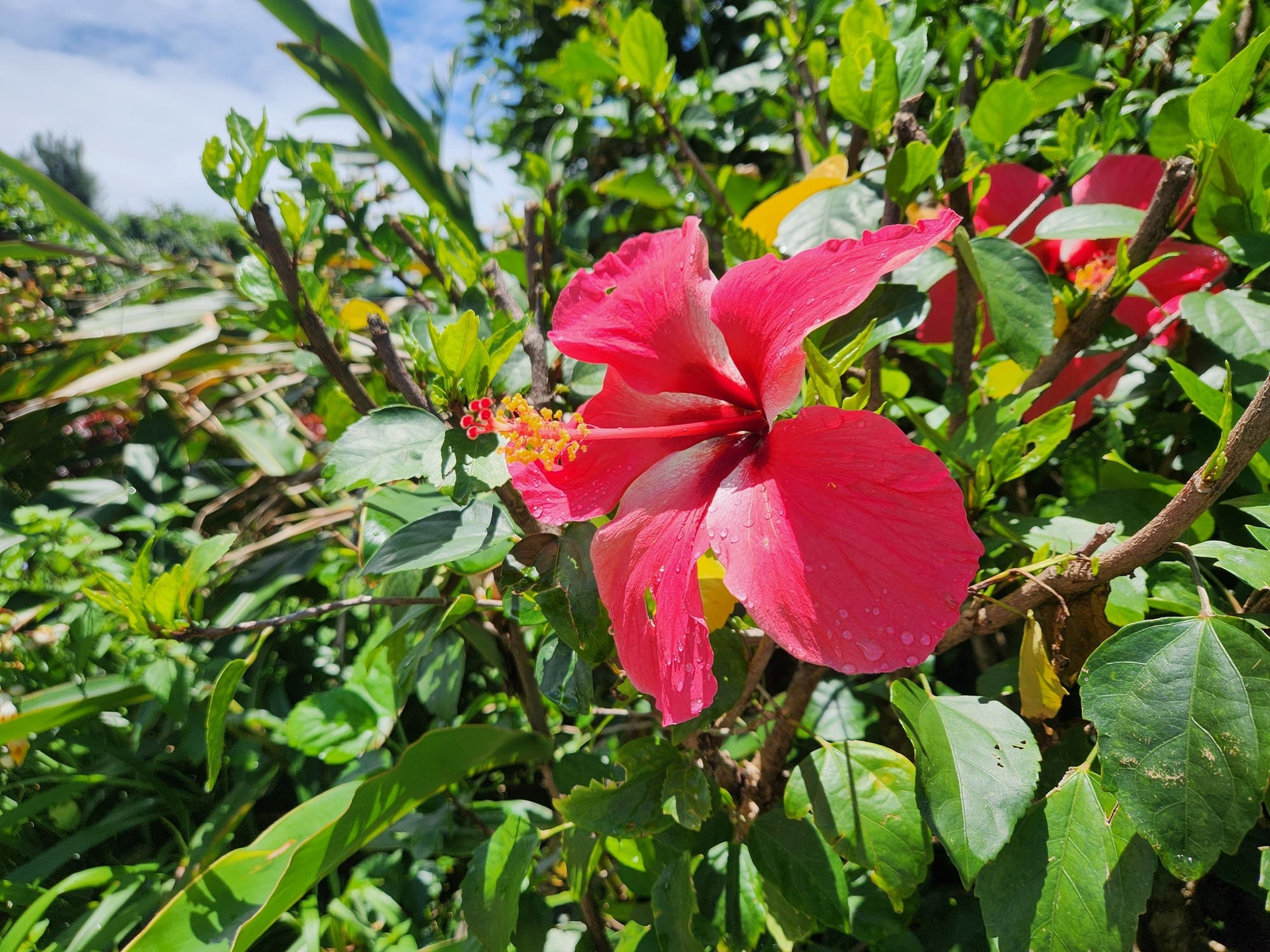 鮮やかやハイビスカス