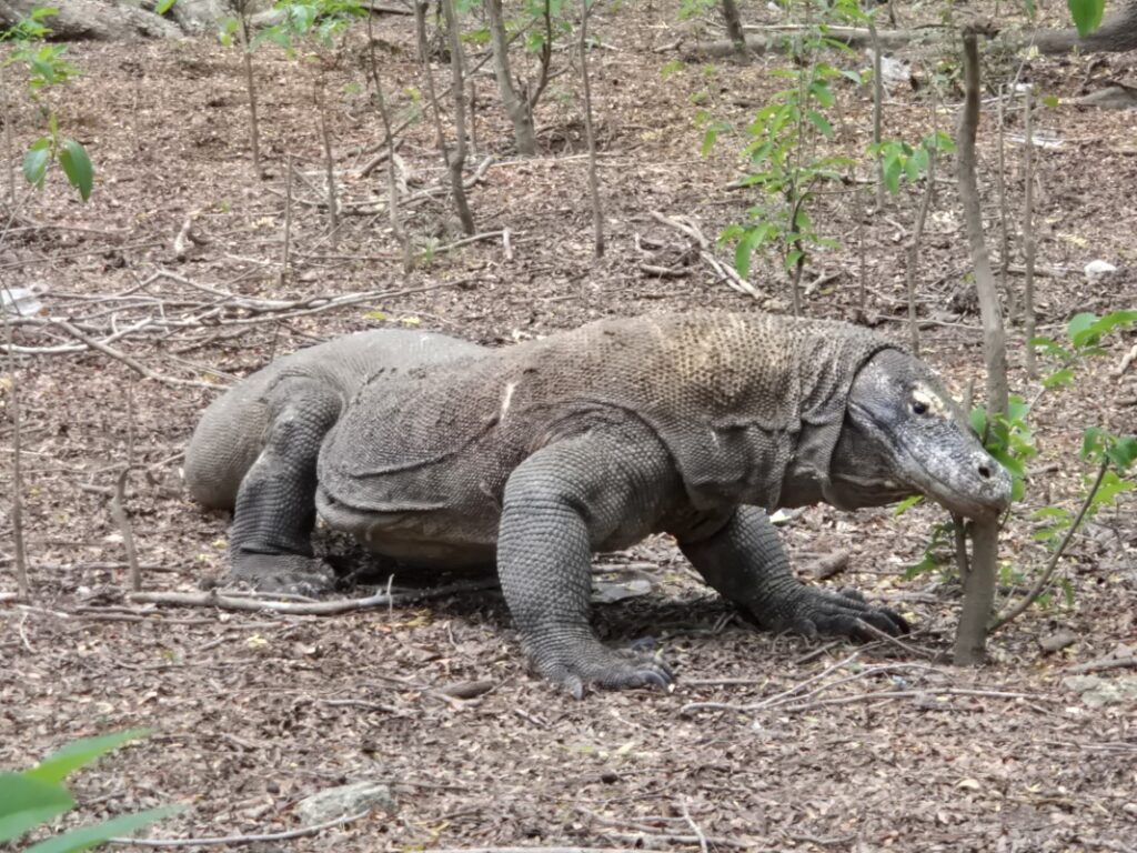 コモドドラゴン2