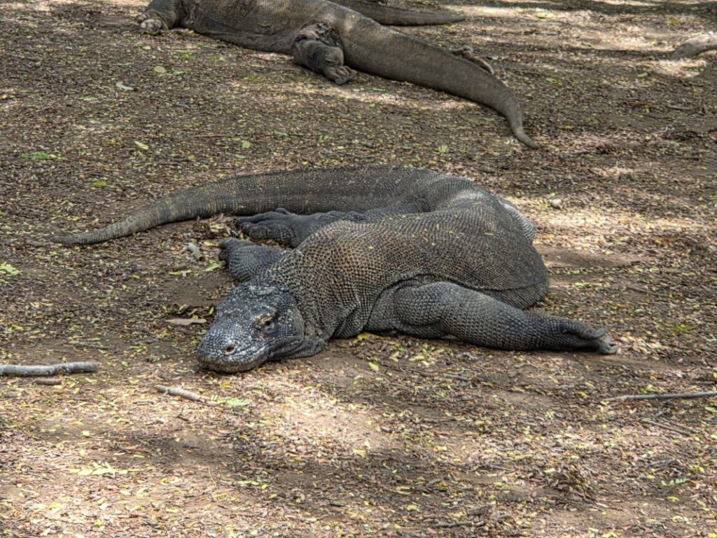 コモドドラゴン1