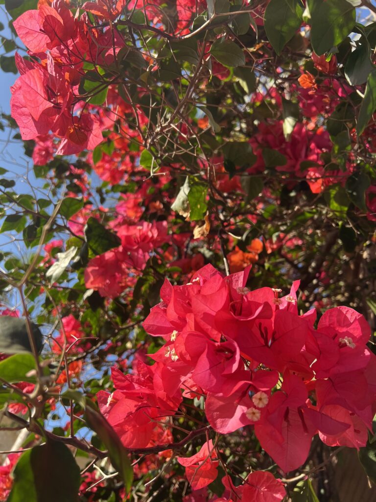 ホテルに咲くブーゲンビリア