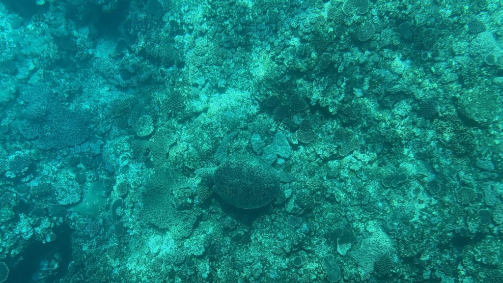 グラスボートで見つけたアオウミガメ