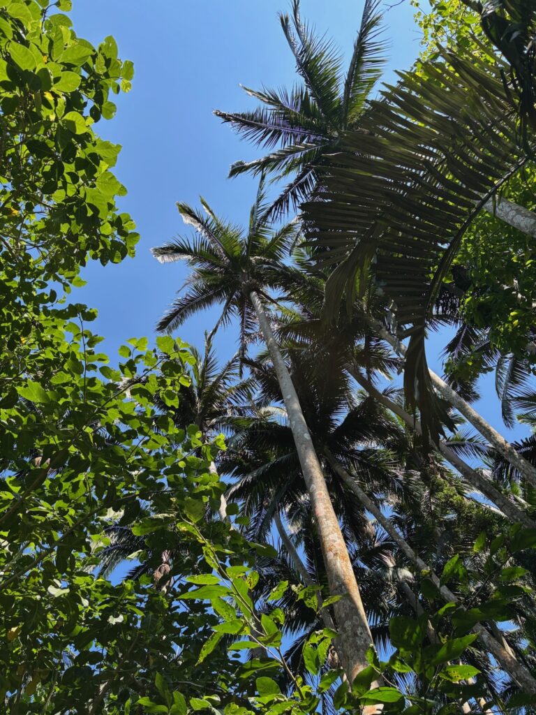 空高くのびるヤエヤマヤシ